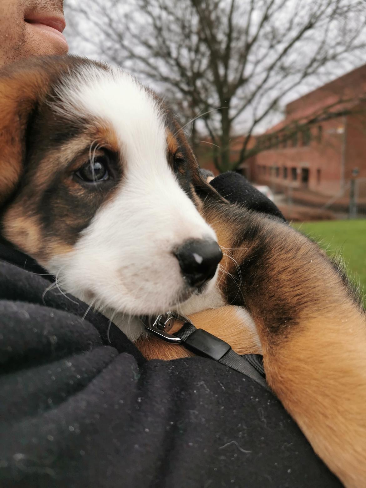 Blanding af racer Rosa billede 8