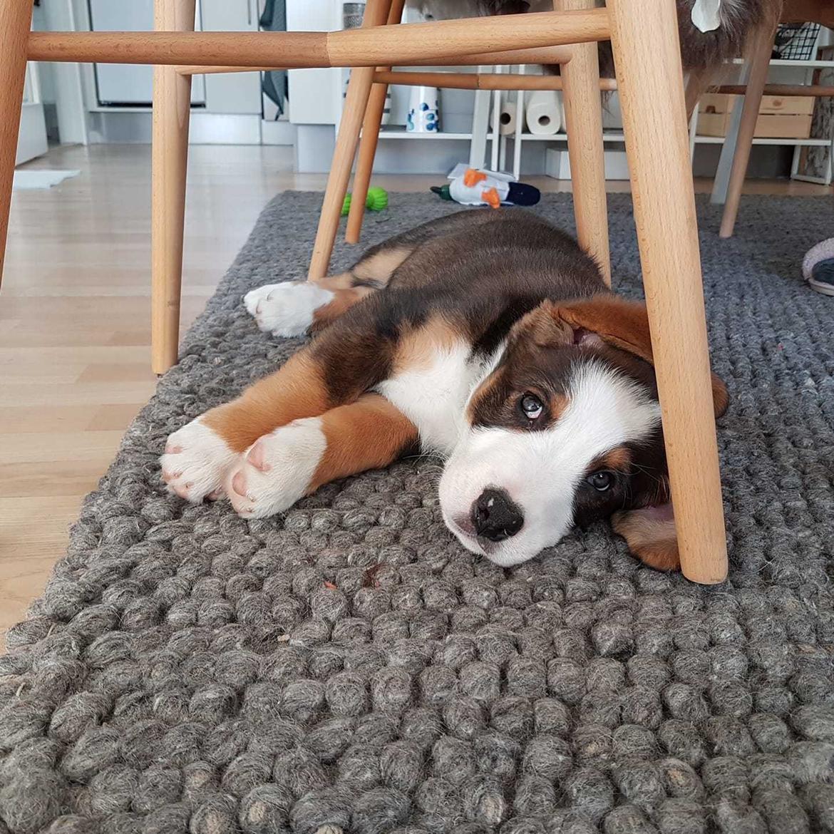 Blanding af racer Rosa billede 9