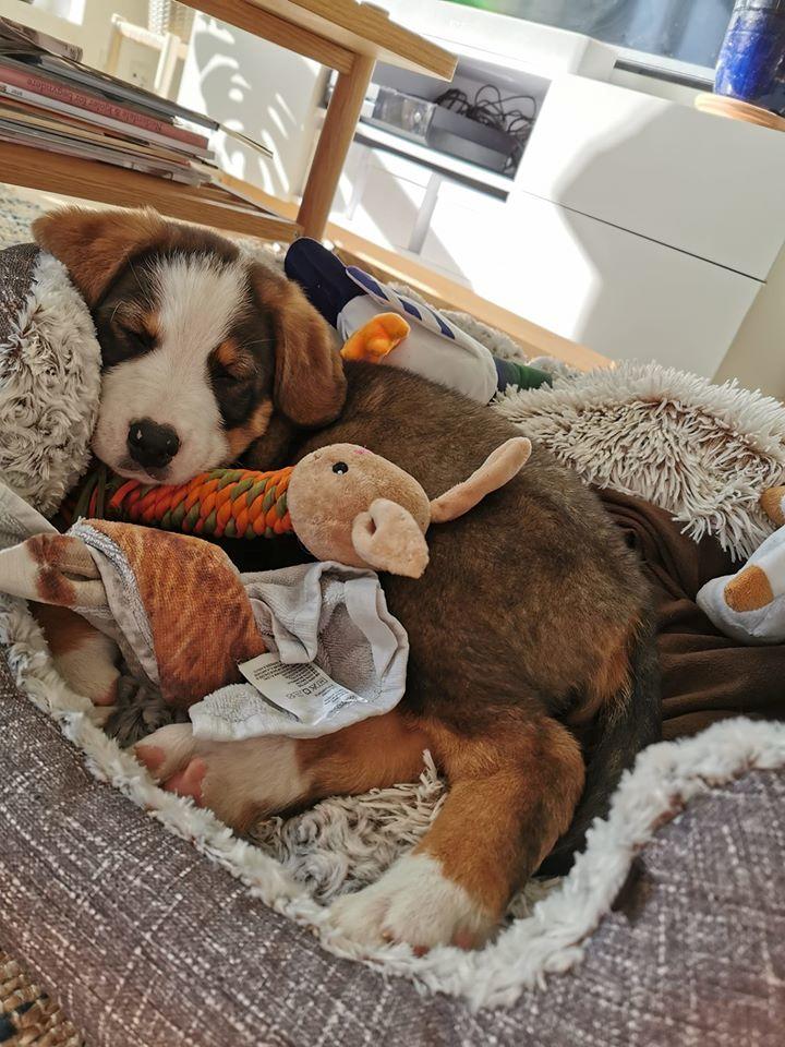 Blanding af racer Rosa billede 10