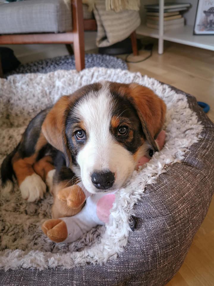 Blanding af racer Rosa billede 12