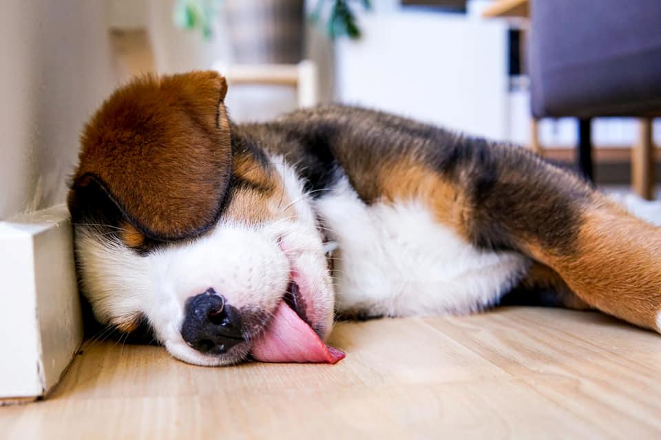 Blanding af racer Rosa billede 13