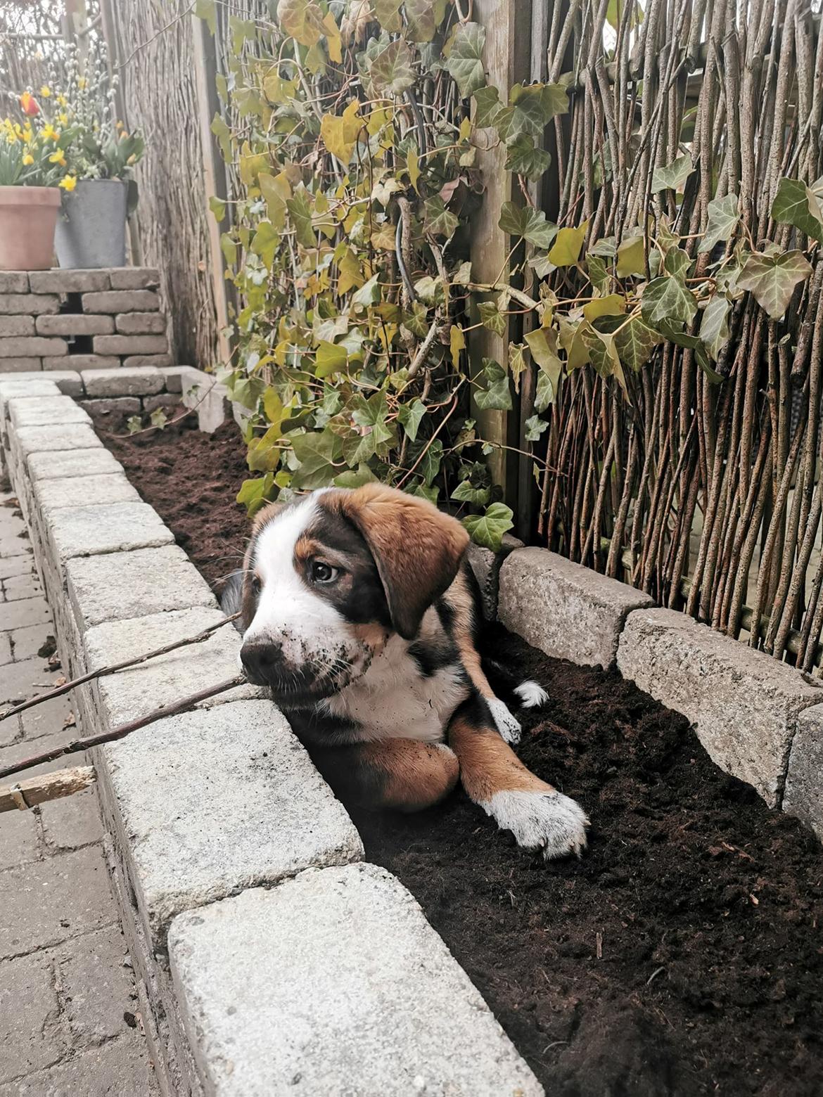 Blanding af racer Rosa billede 14