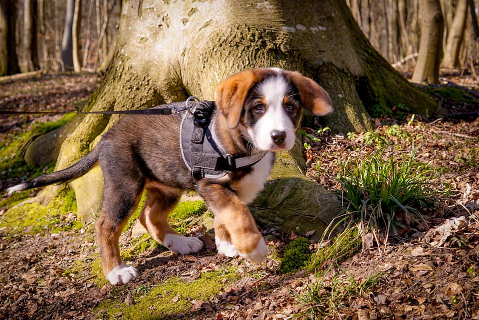 Blanding af racer Rosa billede 11