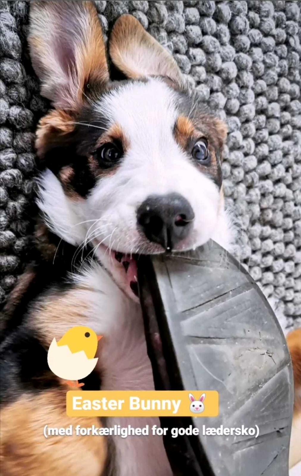 Blanding af racer Rosa billede 16