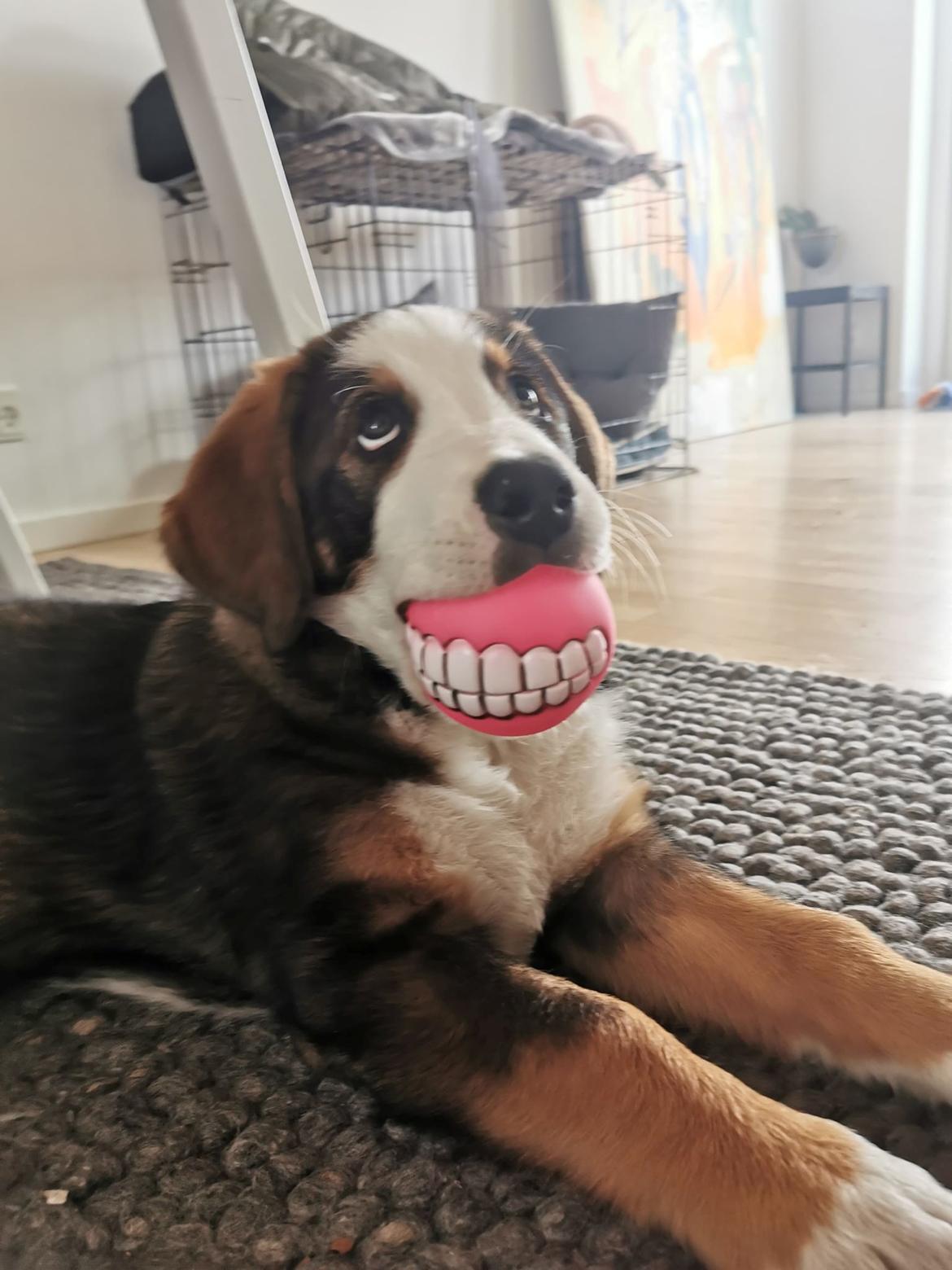 Blanding af racer Rosa billede 15