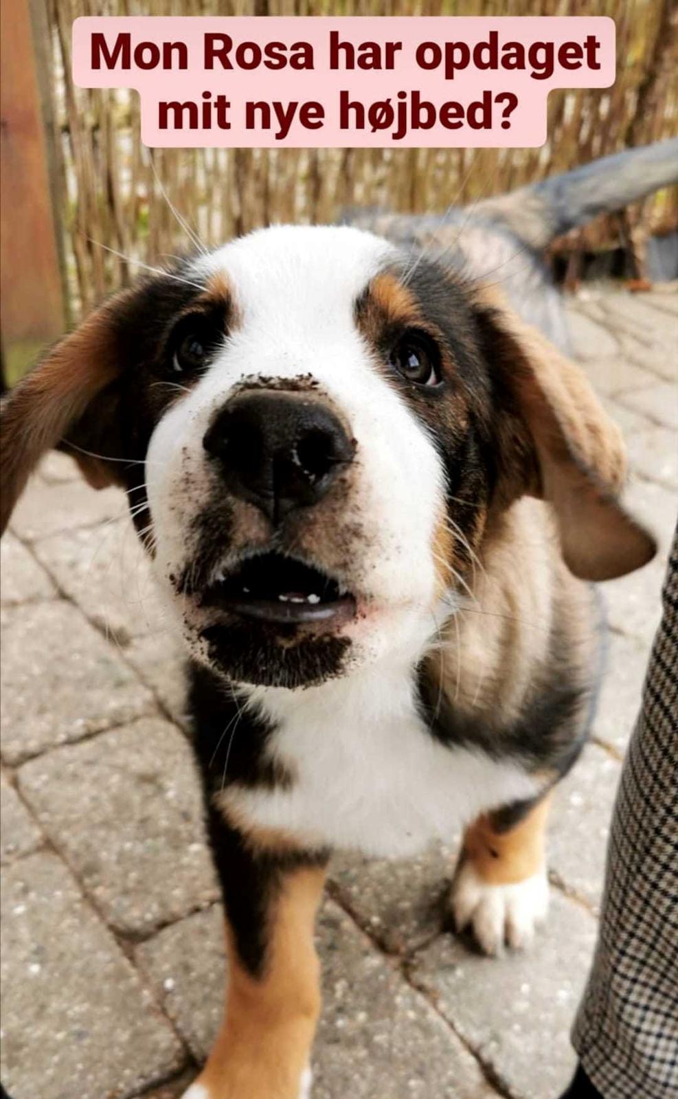 Blanding af racer Rosa billede 18