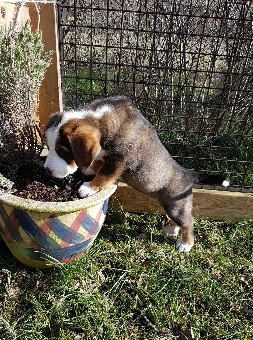 Blanding af racer Rosa billede 17