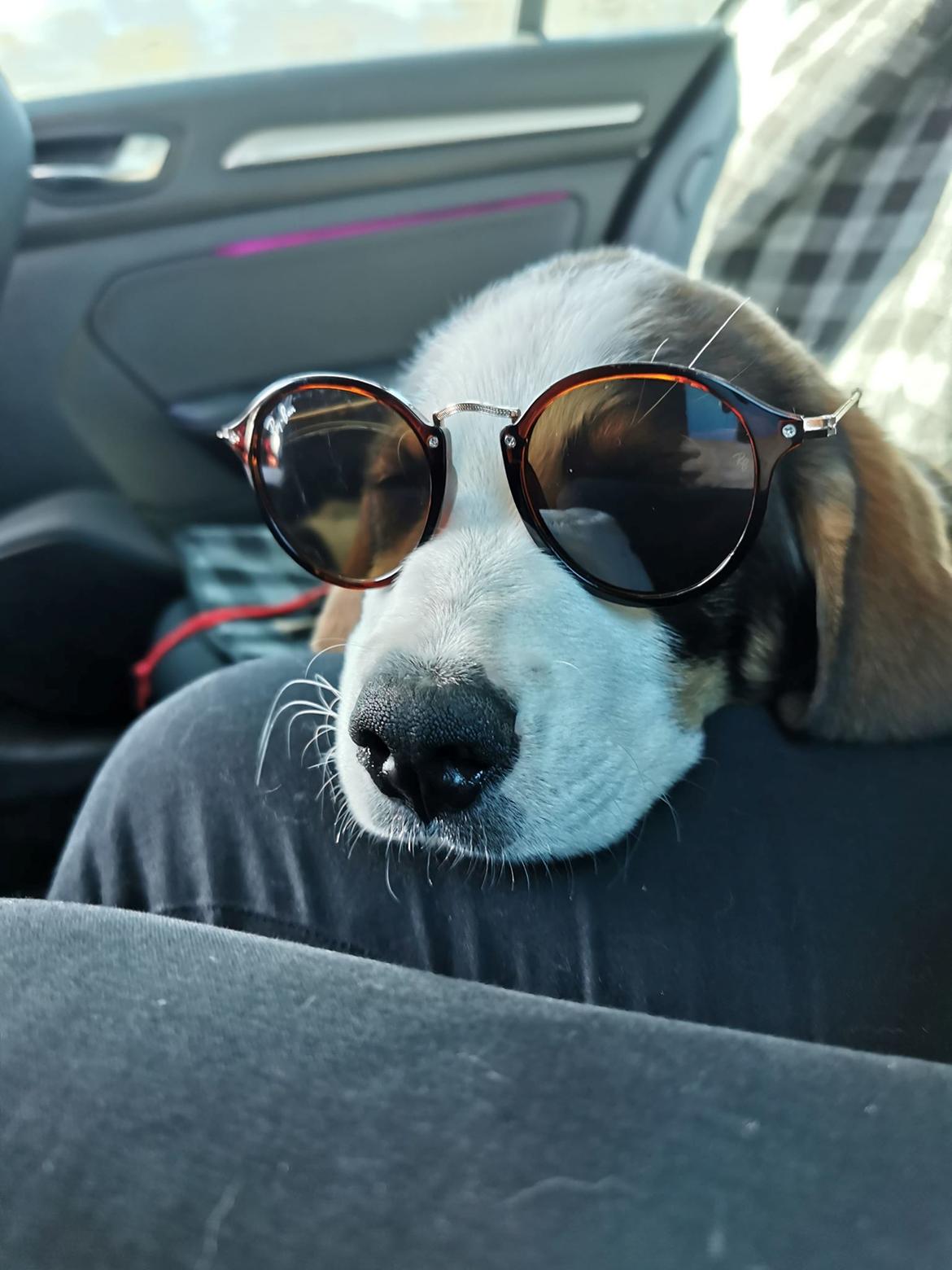 Blanding af racer Rosa billede 20