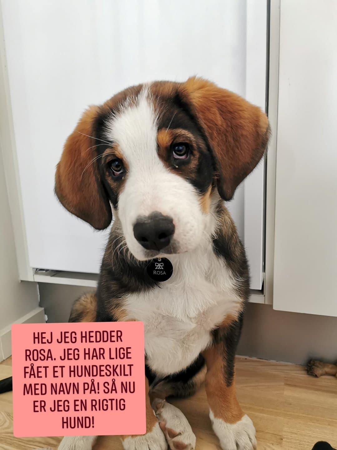 Blanding af racer Rosa billede 21