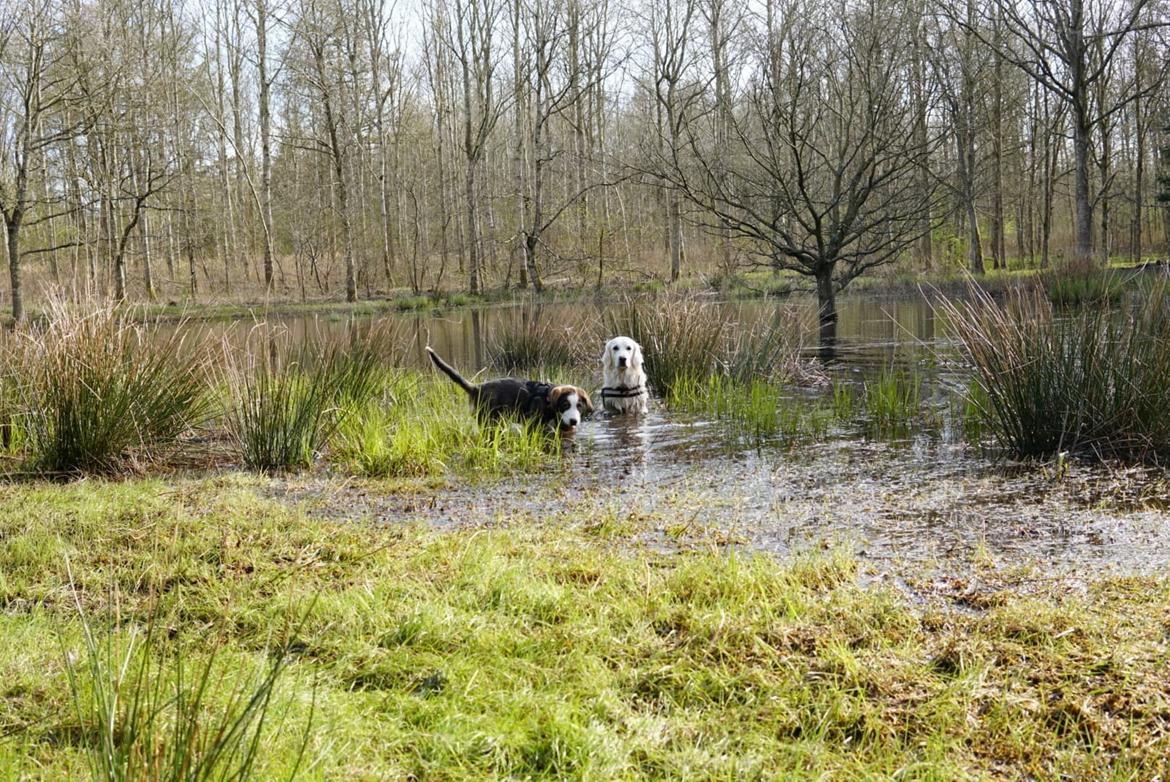 Blanding af racer Rosa billede 22