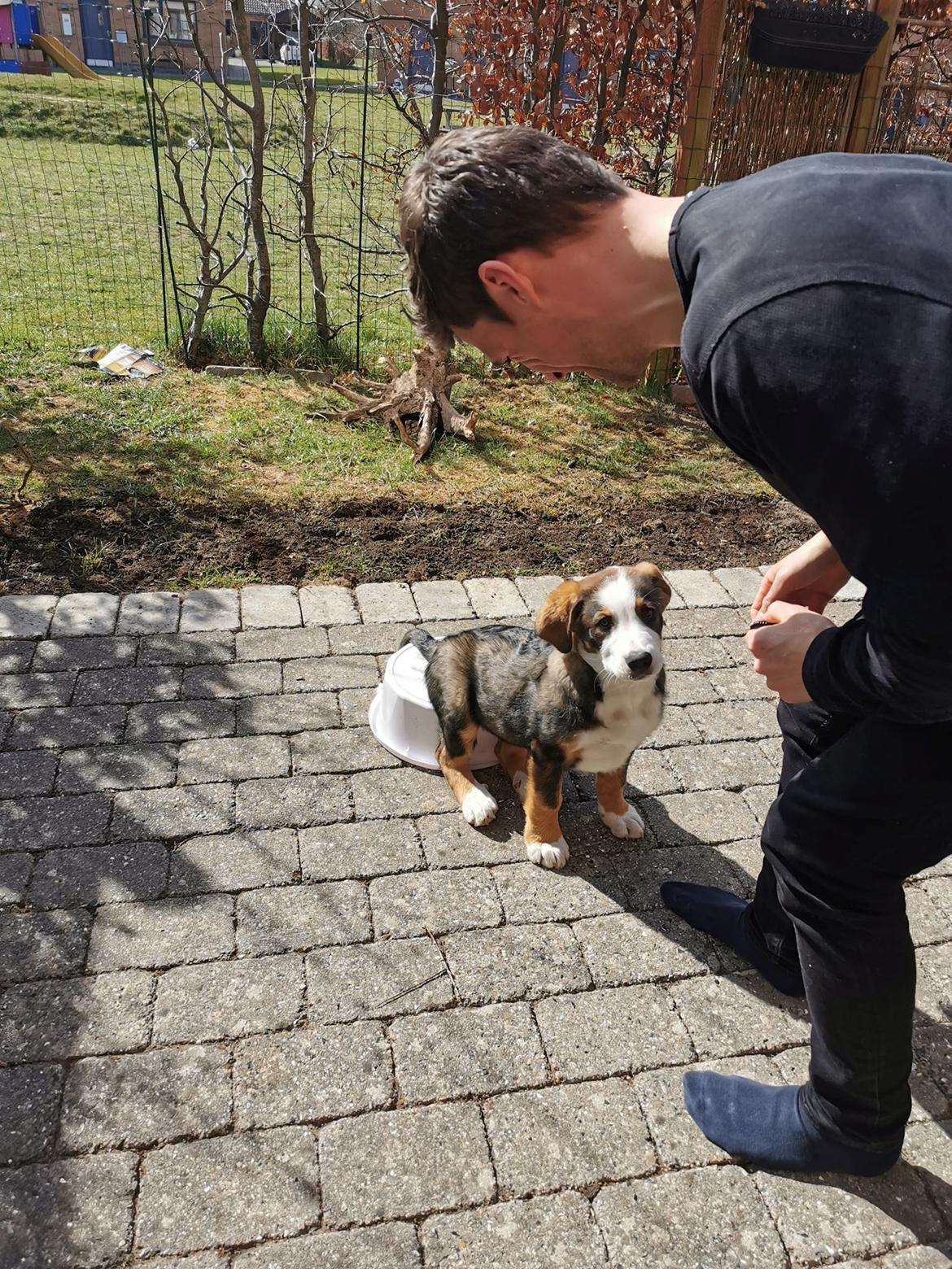 Blanding af racer Rosa billede 23