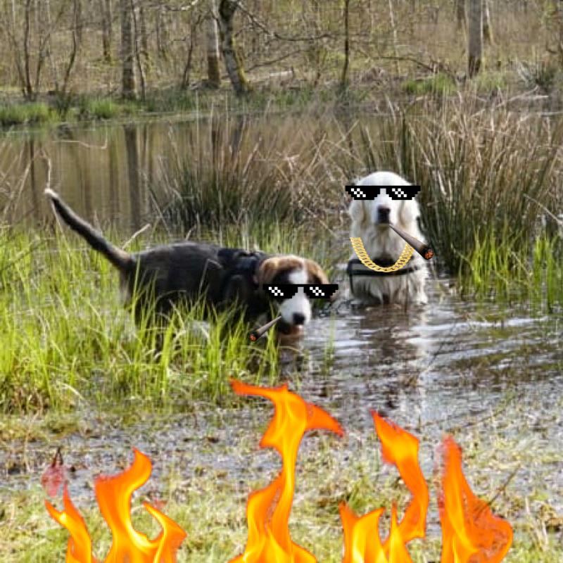 Blanding af racer Rosa billede 24