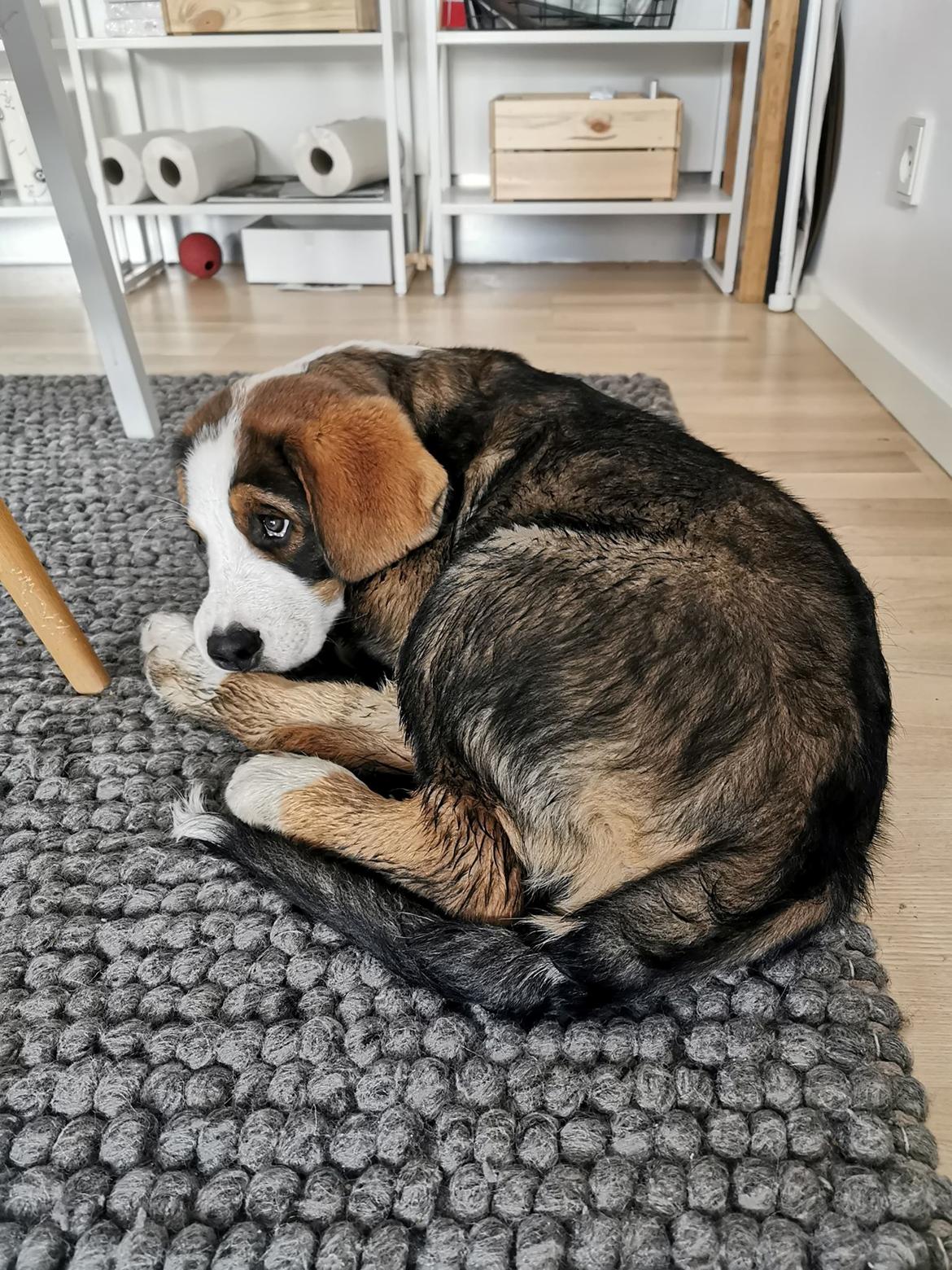 Blanding af racer Rosa billede 19