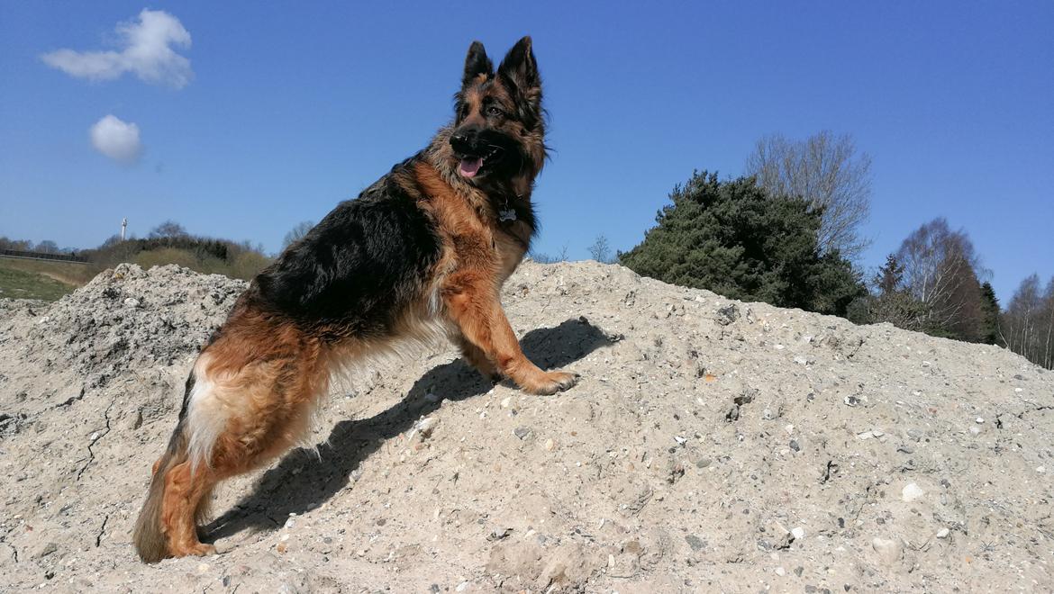 Schæferhund Vestegnen's Ciba - April 20 - 6 år gammel billede 2