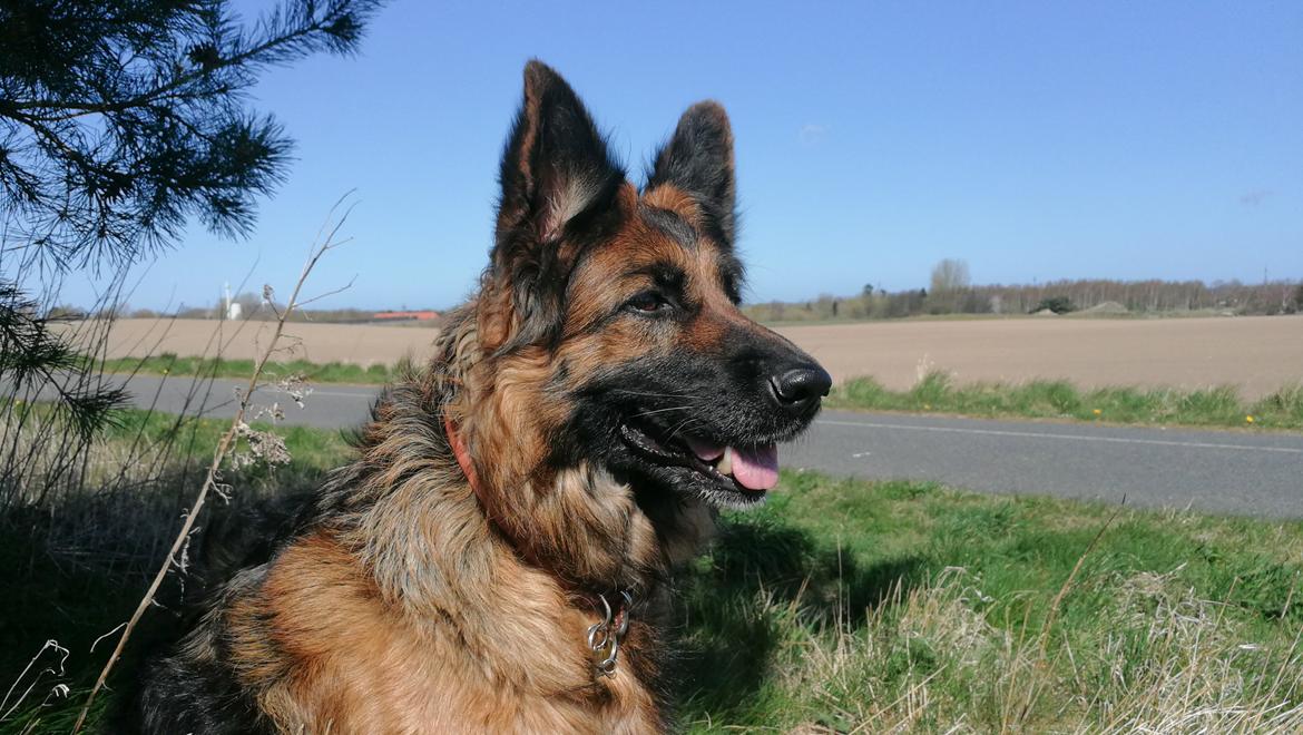 Schæferhund Vestegnen's Ciba - April 20 - 6 år gammel billede 1