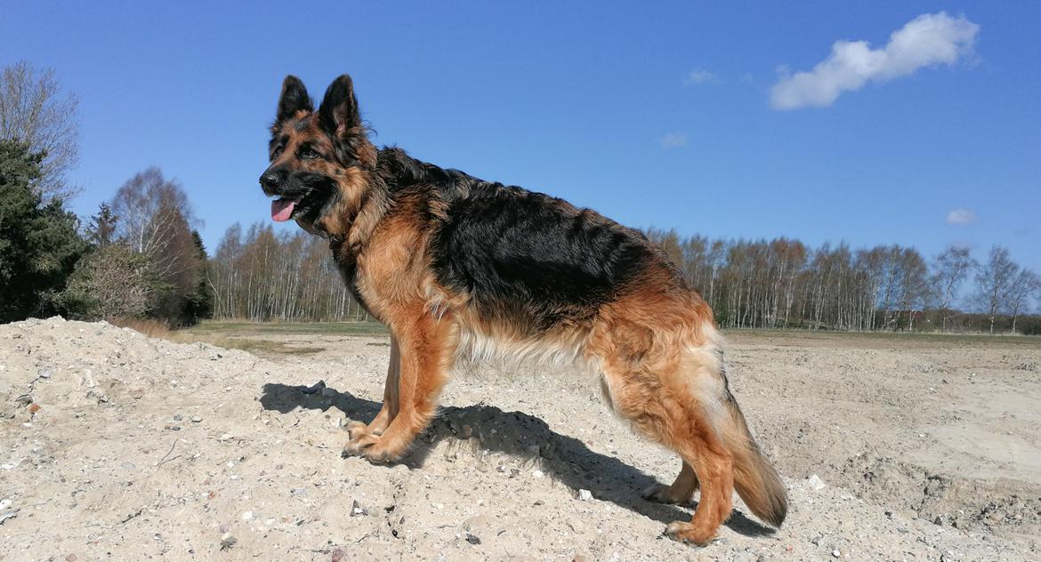 Schæferhund Vestegnen's Ciba - April 20 - 6 år gammel billede 3