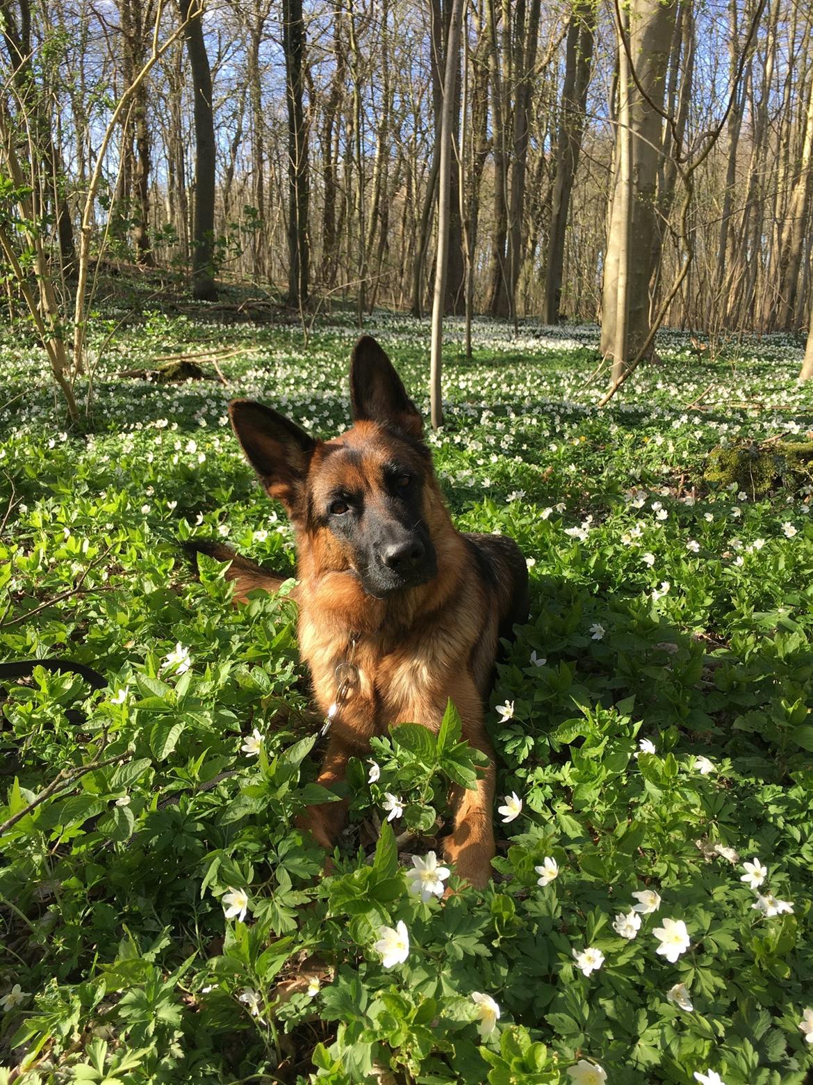 Schæferhund Kenya billede 9