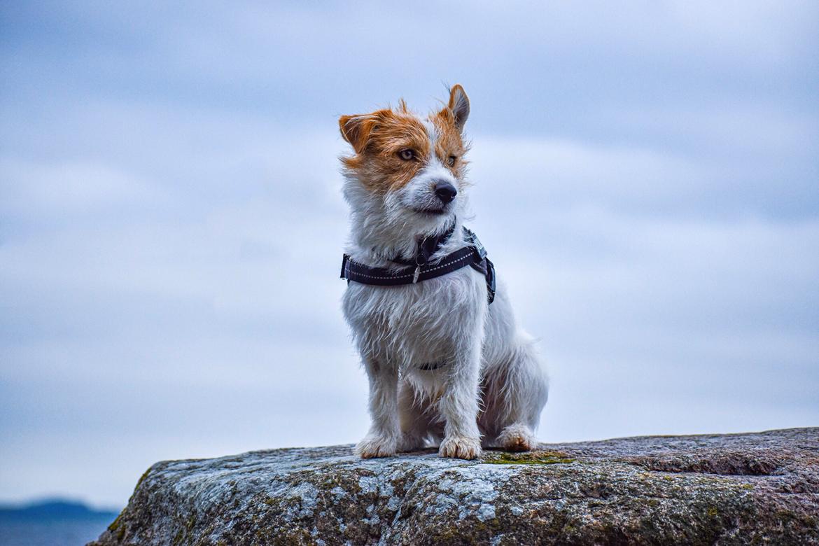 Jack russell terrier Klintskov's André Agassi (Wilfred) billede 1