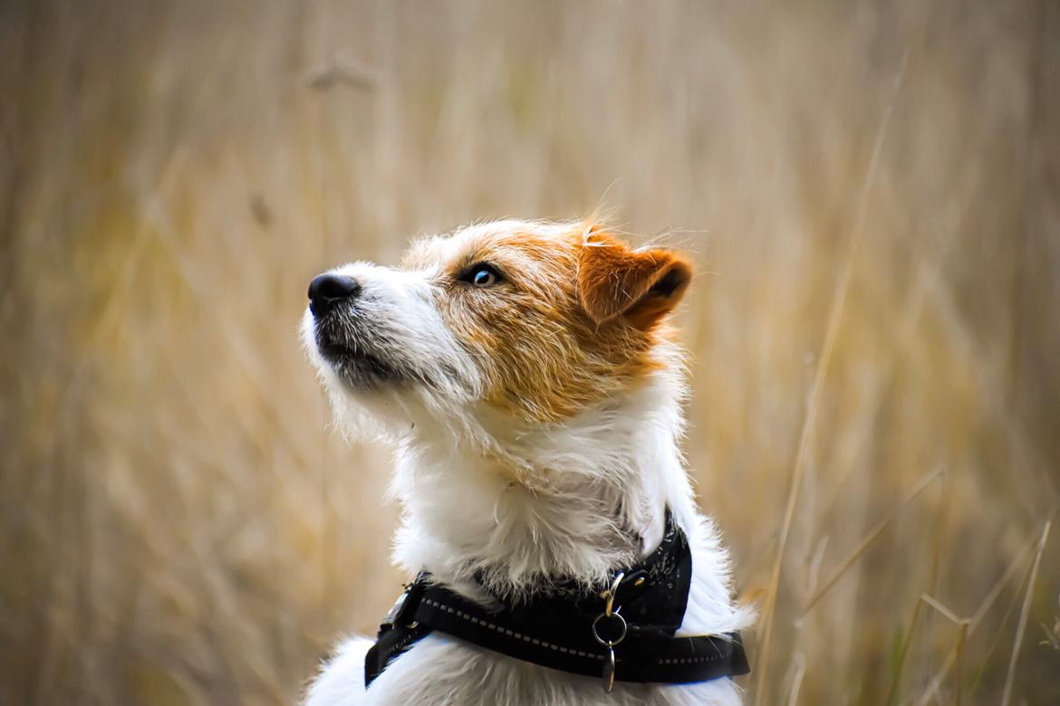 Jack russell terrier Klintskov's André Agassi (Wilfred) billede 2
