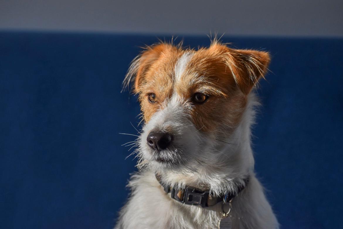 Jack russell terrier Klintskov's André Agassi (Wilfred) billede 3