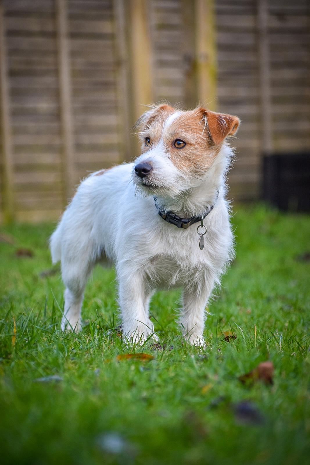 Jack russell terrier Klintskov's André Agassi (Wilfred) billede 4