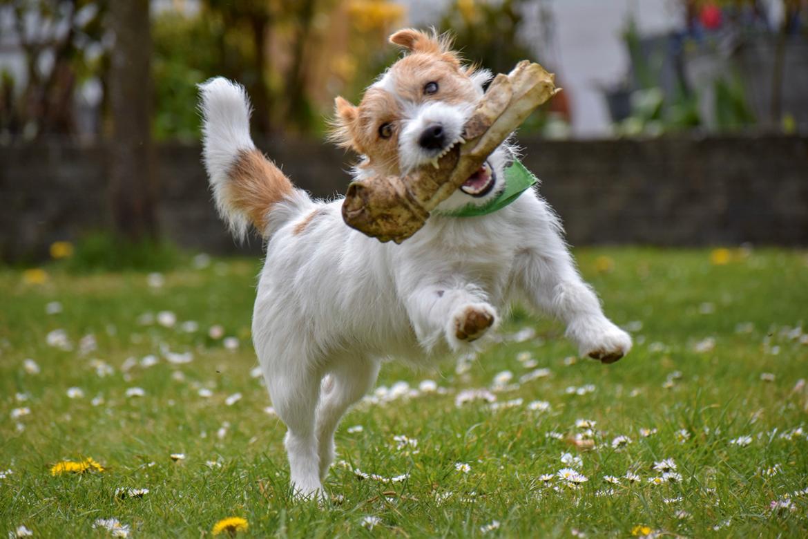 Jack russell terrier Klintskov's André Agassi (Wilfred) billede 6