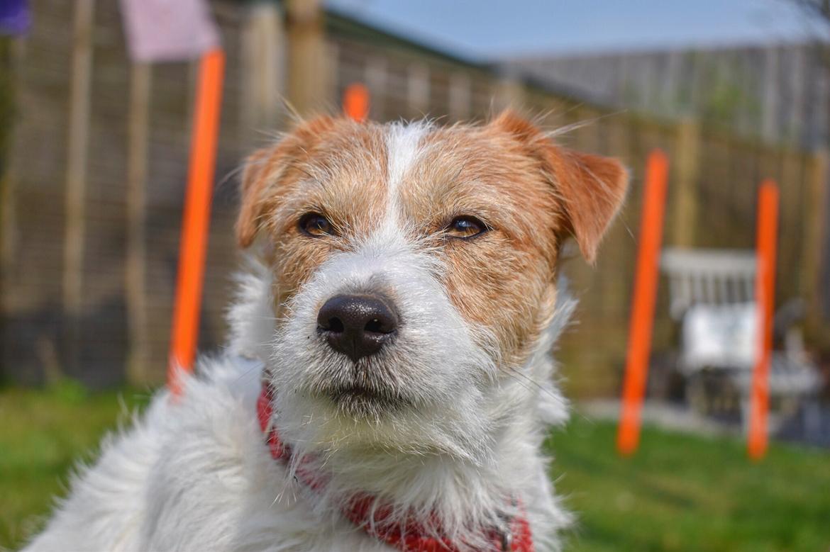 Jack russell terrier Klintskov's André Agassi (Wilfred) billede 7