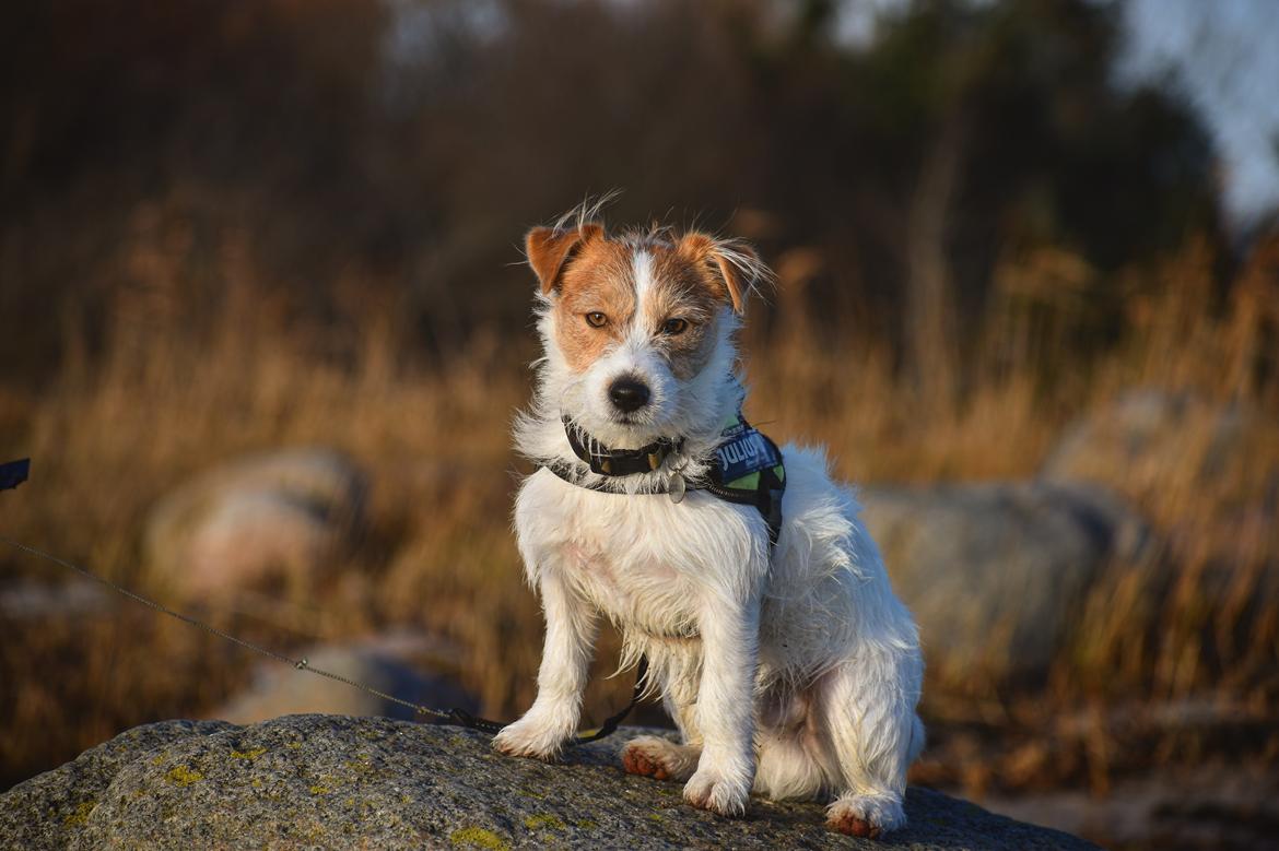Jack russell terrier Klintskov's André Agassi (Wilfred) billede 8