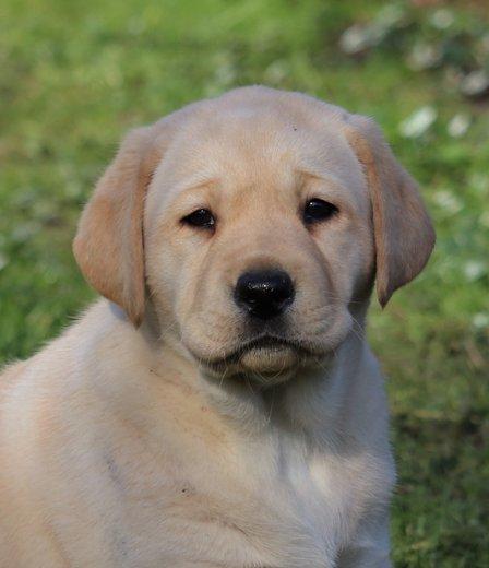 Labrador retriever Mochipappa’s Janis Joplin (Jojo) billede 2
