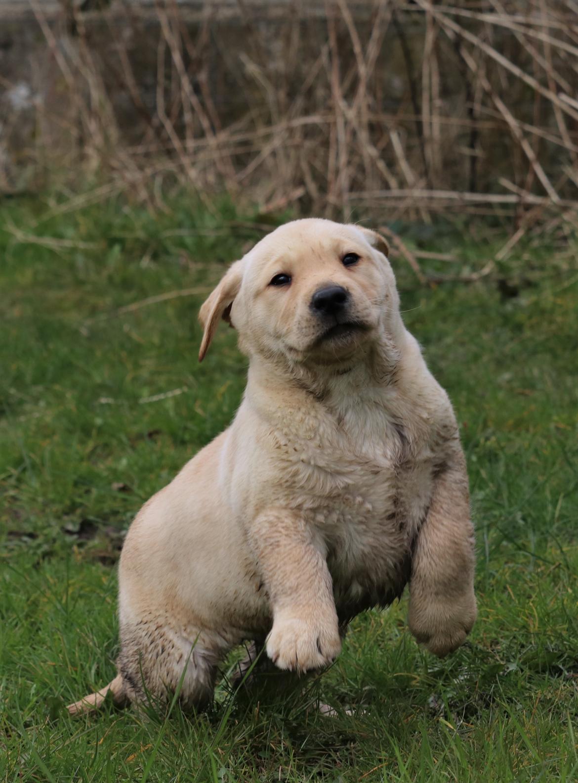 Labrador retriever Mochipappa’s Janis Joplin (Jojo) billede 4