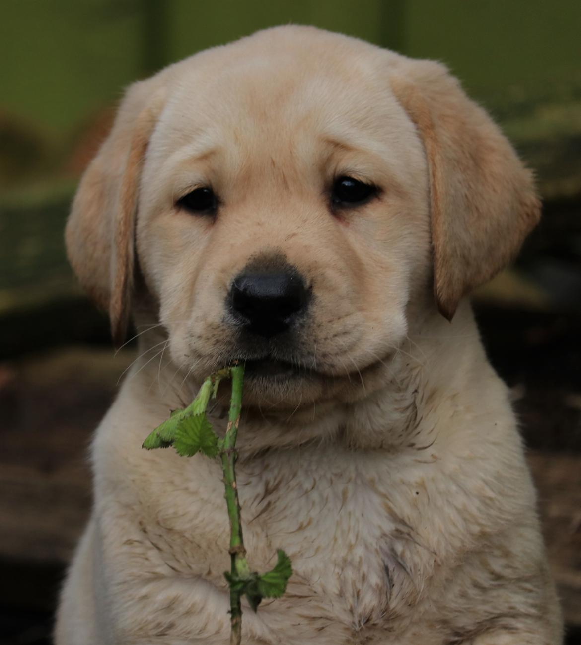 Labrador retriever Mochipappa’s Janis Joplin (Jojo) billede 5