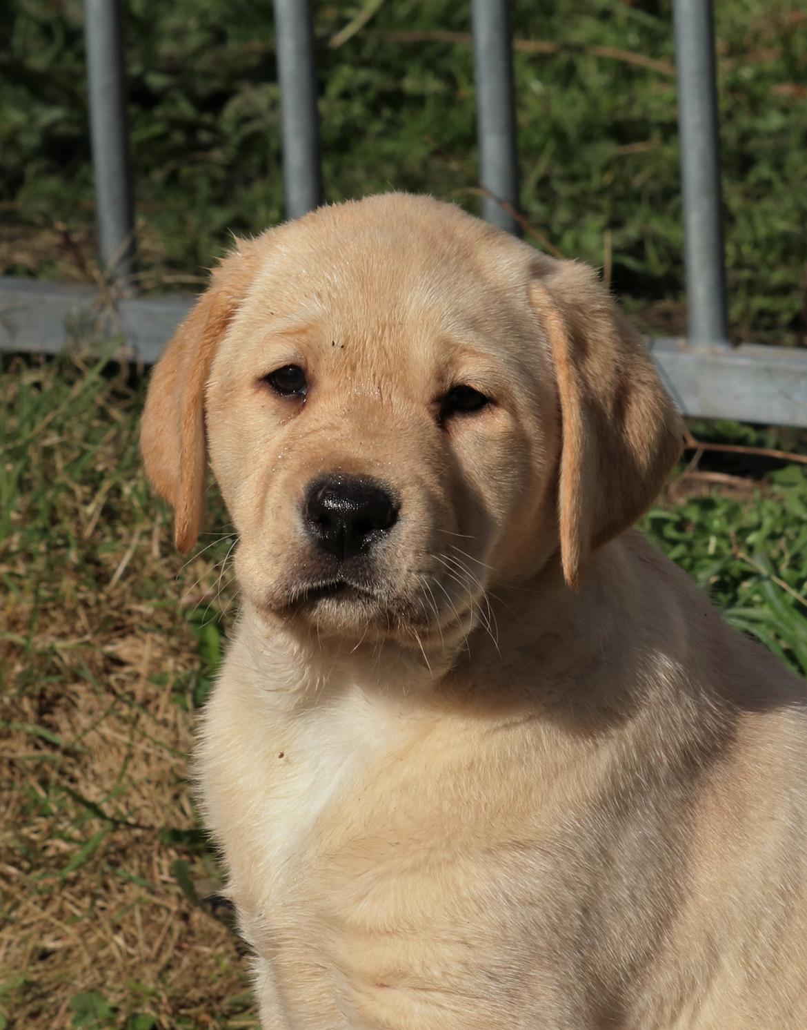 Labrador retriever Mochipappa’s Janis Joplin (Jojo) billede 6