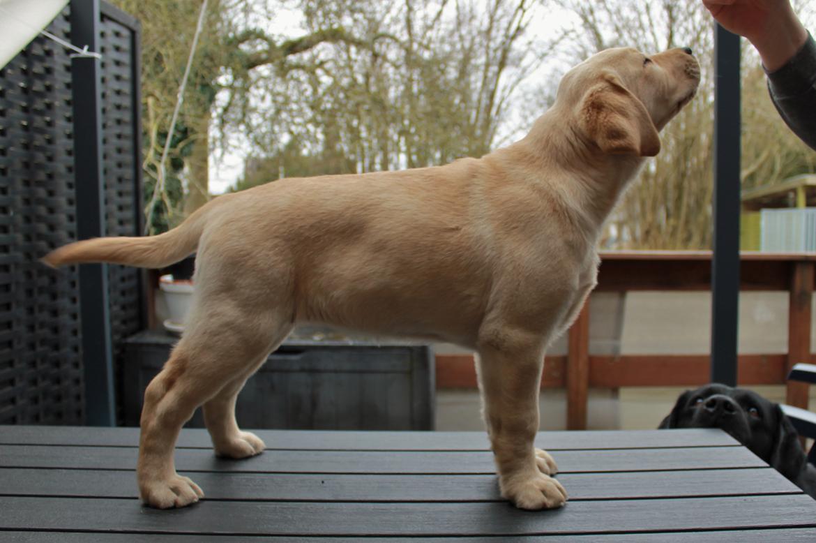 Labrador retriever Mochipappa’s Janis Joplin (Jojo) billede 7