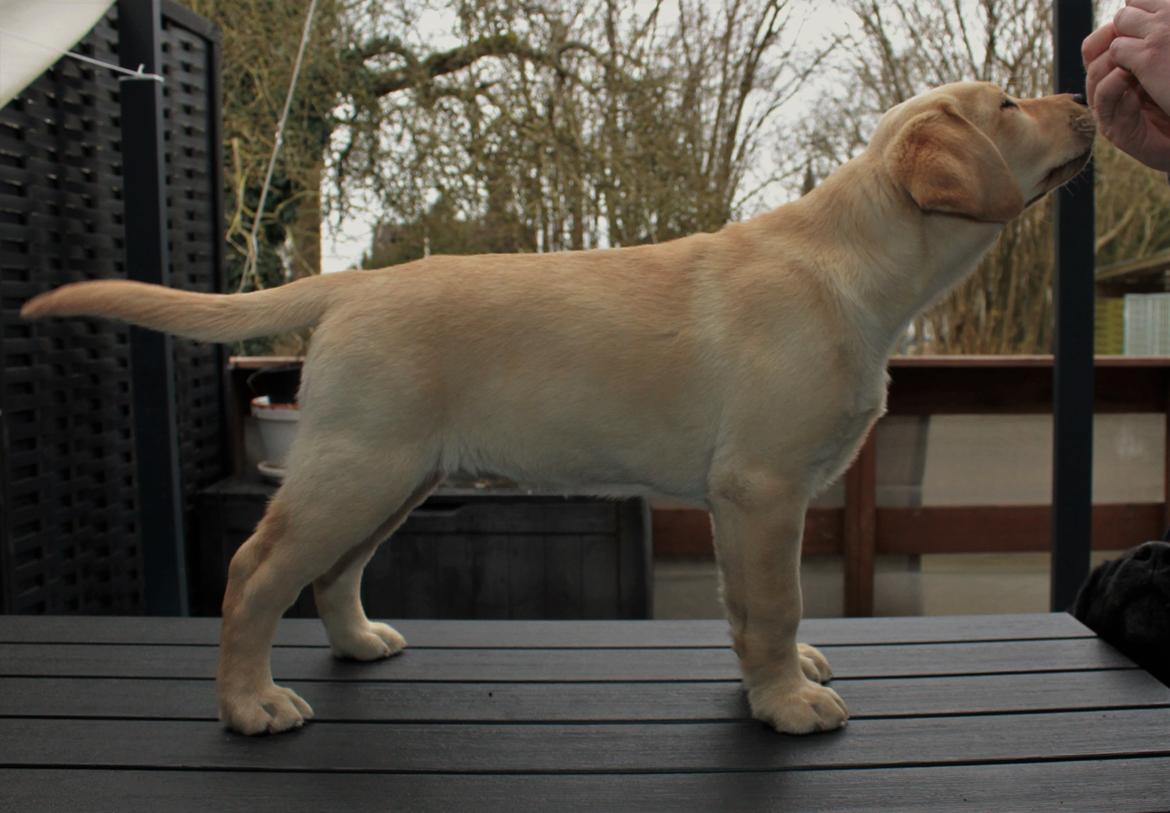 Labrador retriever Mochipappa’s Janis Joplin (Jojo) billede 8