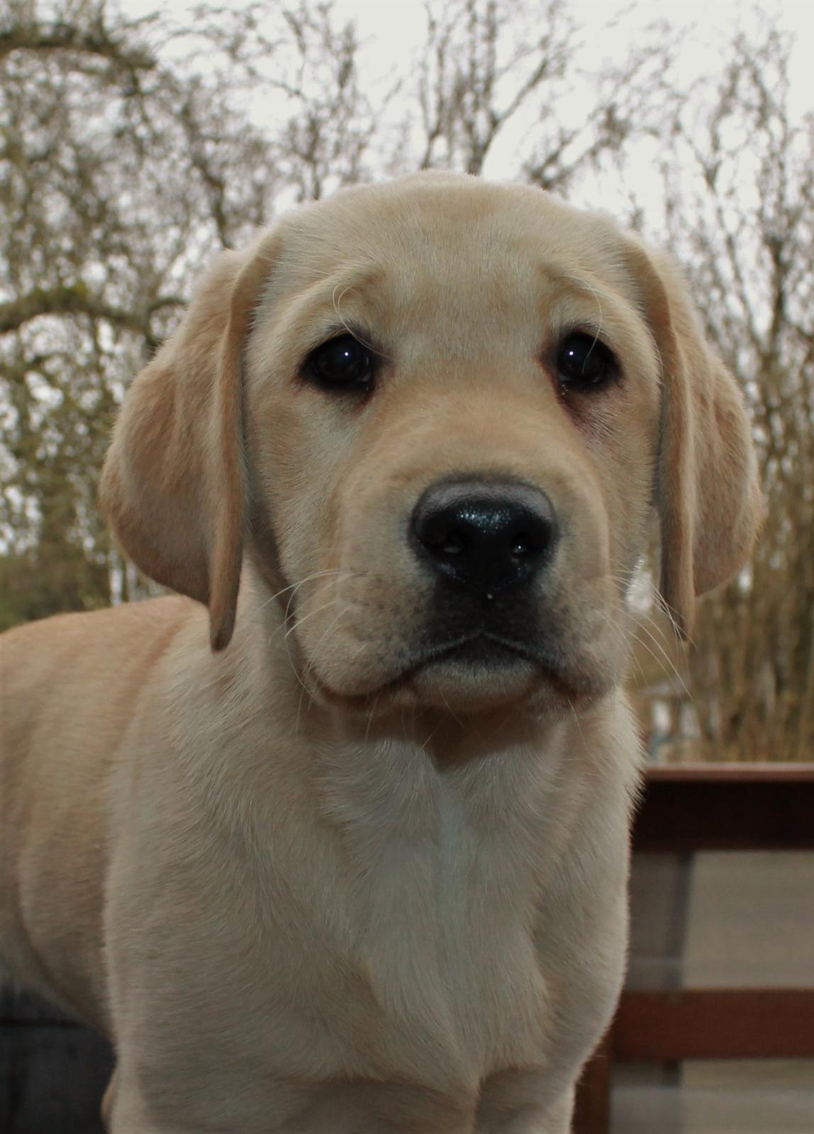 Labrador retriever Mochipappa’s Janis Joplin (Jojo) billede 9