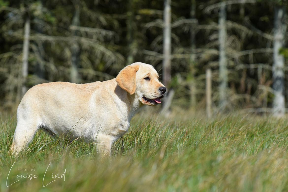 Labrador retriever Mochipappa’s Janis Joplin (Jojo) billede 10