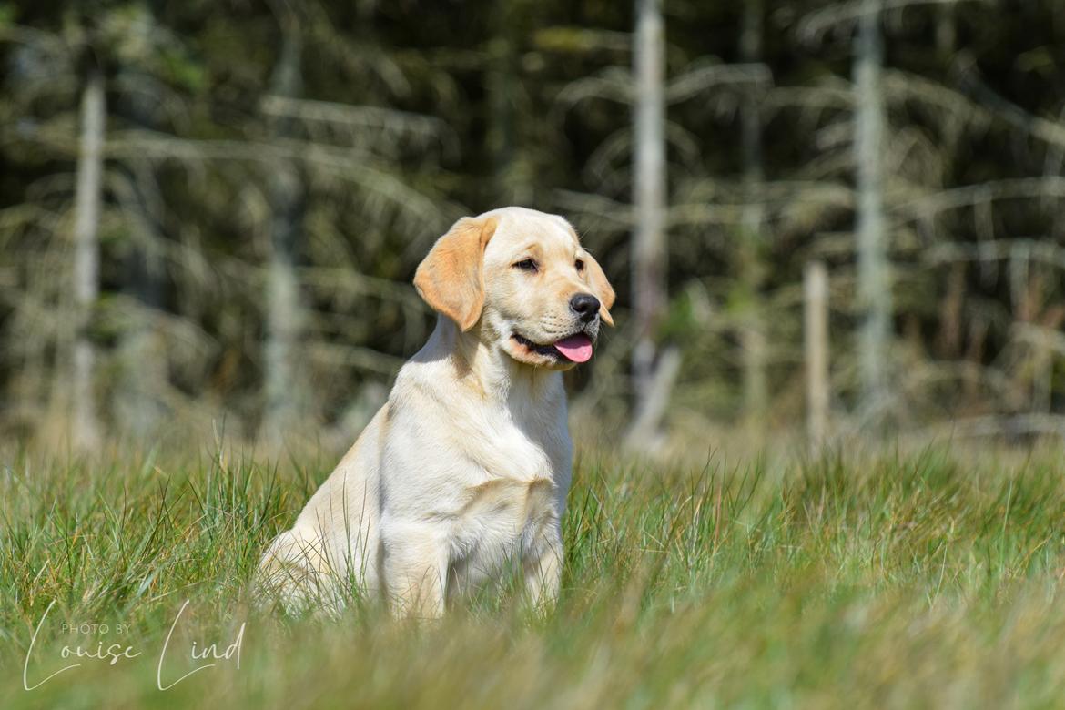 Labrador retriever Mochipappa’s Janis Joplin (Jojo) billede 12