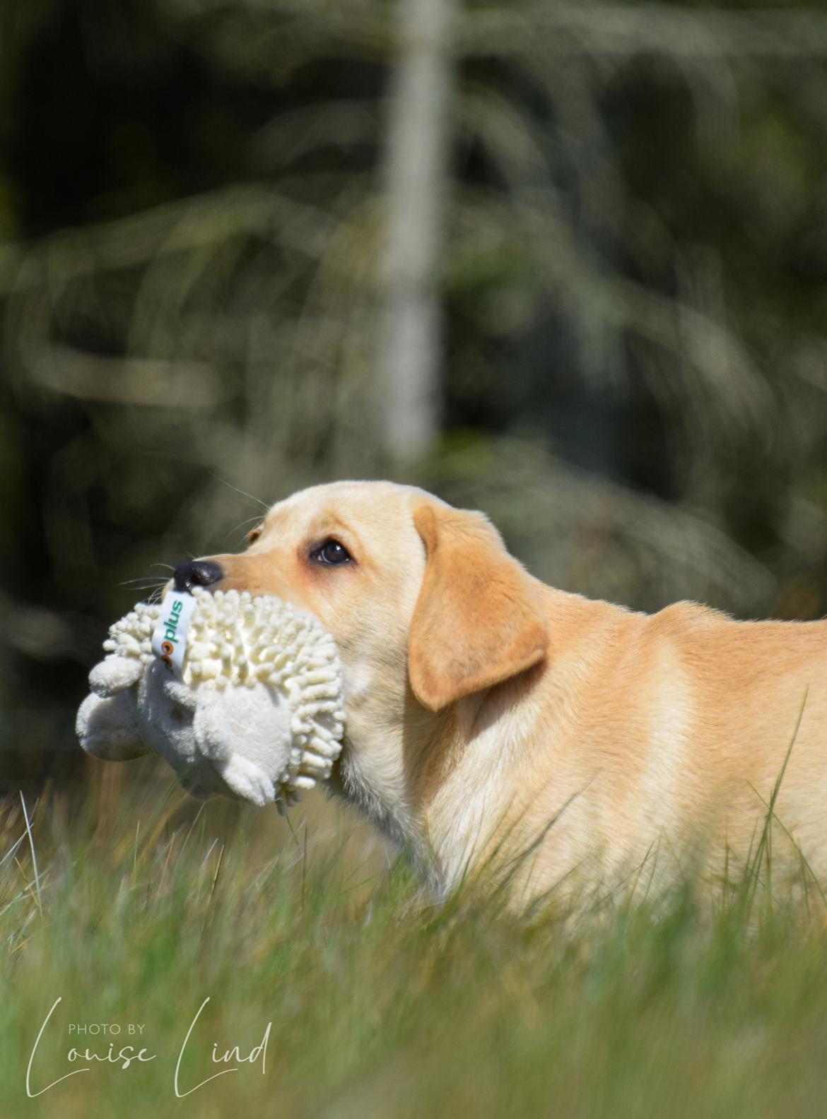 Labrador retriever Mochipappa’s Janis Joplin (Jojo) billede 13
