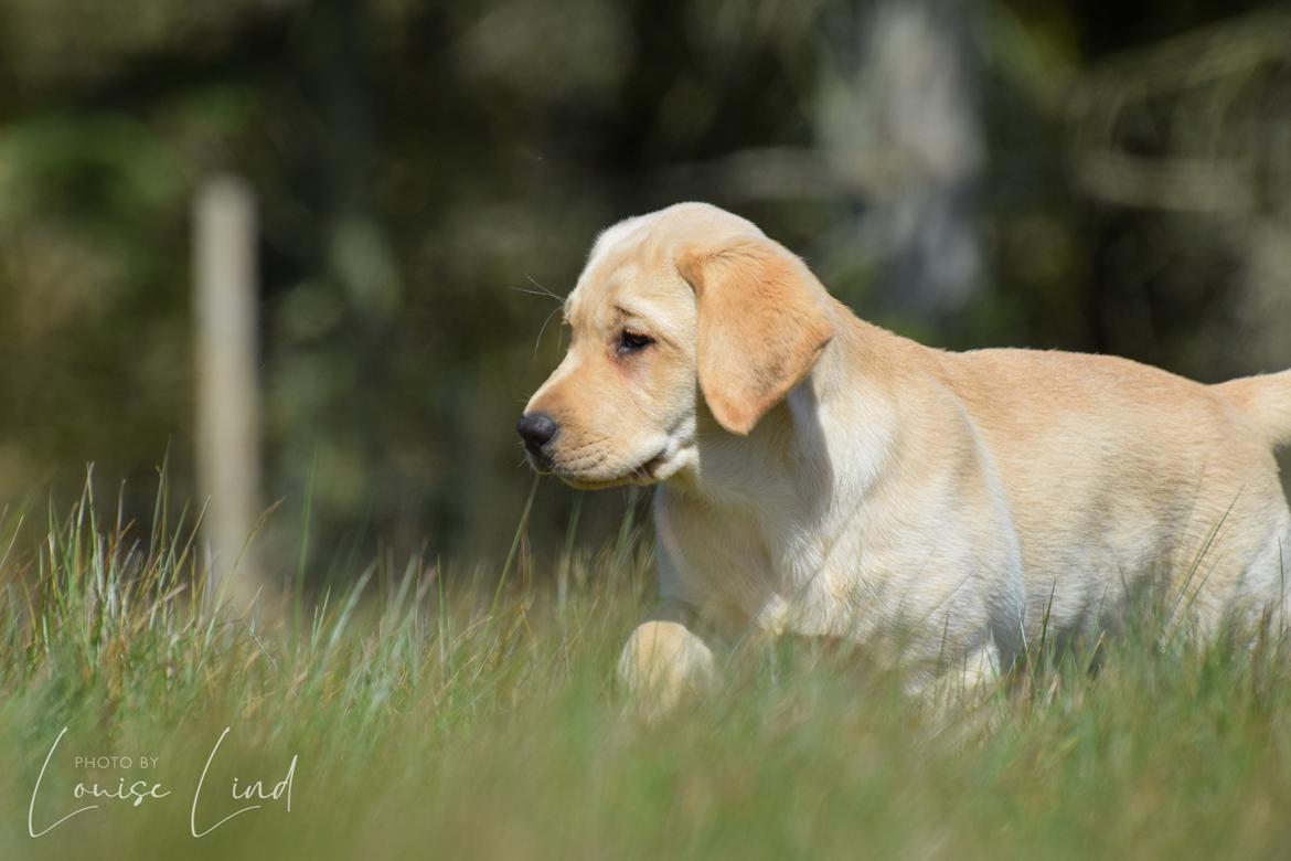 Labrador retriever Mochipappa’s Janis Joplin (Jojo) billede 14