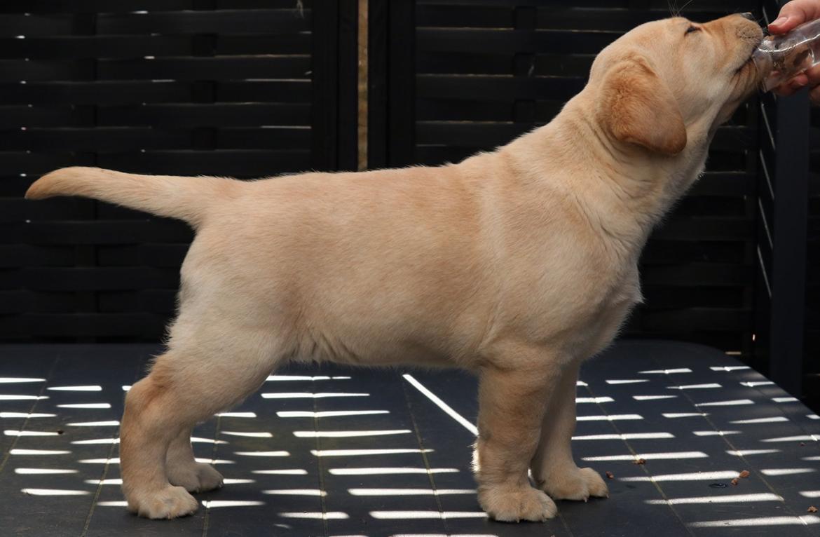 Labrador retriever Mochipappa’s Janis Joplin (Jojo) billede 3