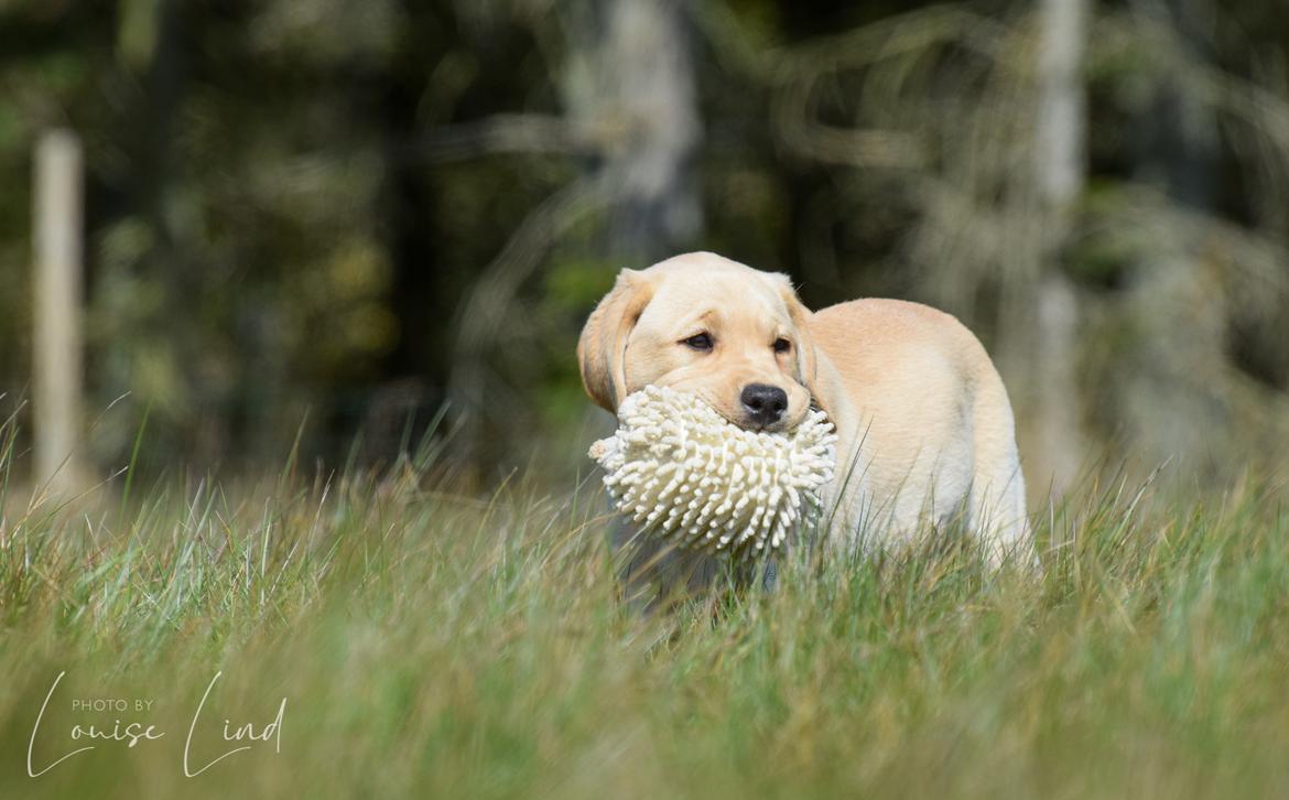 Labrador retriever Mochipappa’s Janis Joplin (Jojo) billede 16