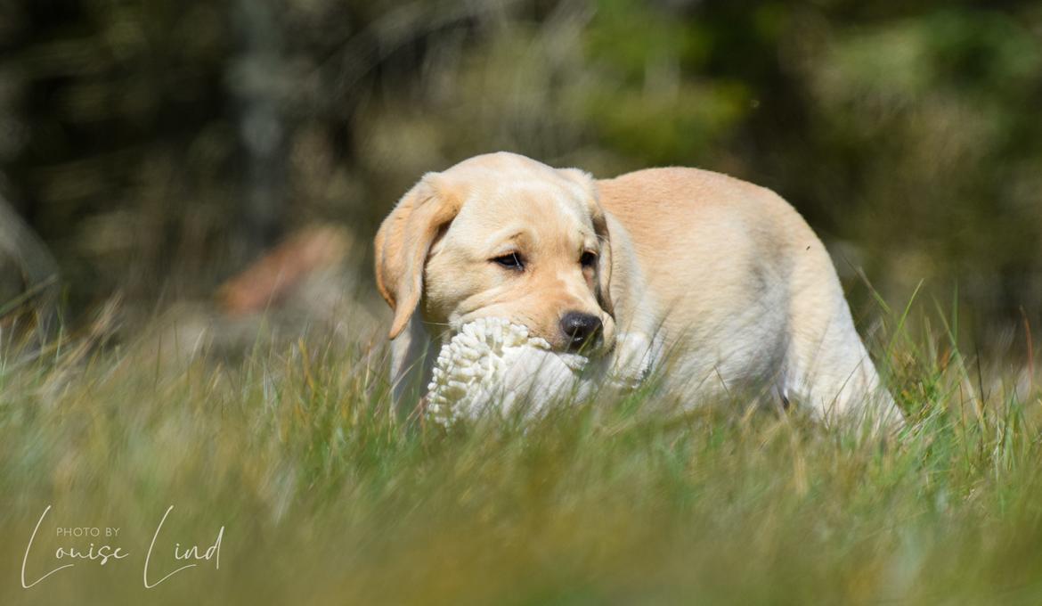 Labrador retriever Mochipappa’s Janis Joplin (Jojo) billede 15