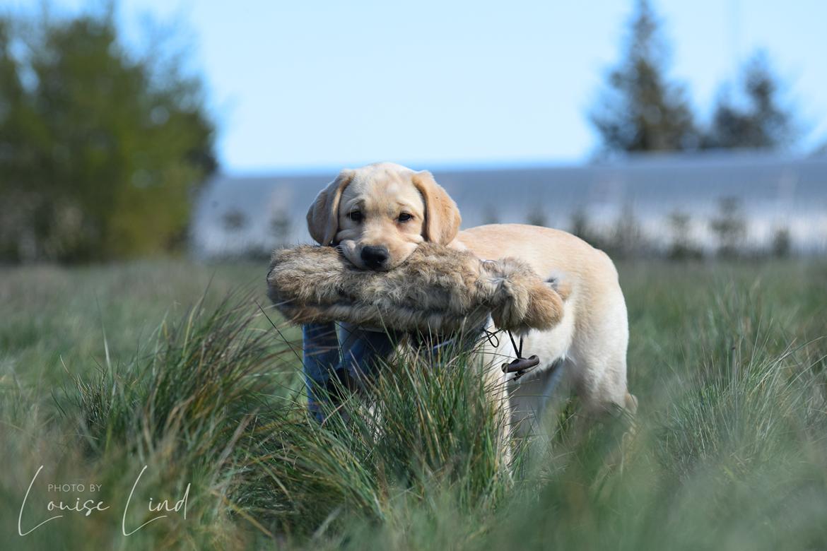 Labrador retriever Mochipappa’s Janis Joplin (Jojo) billede 18