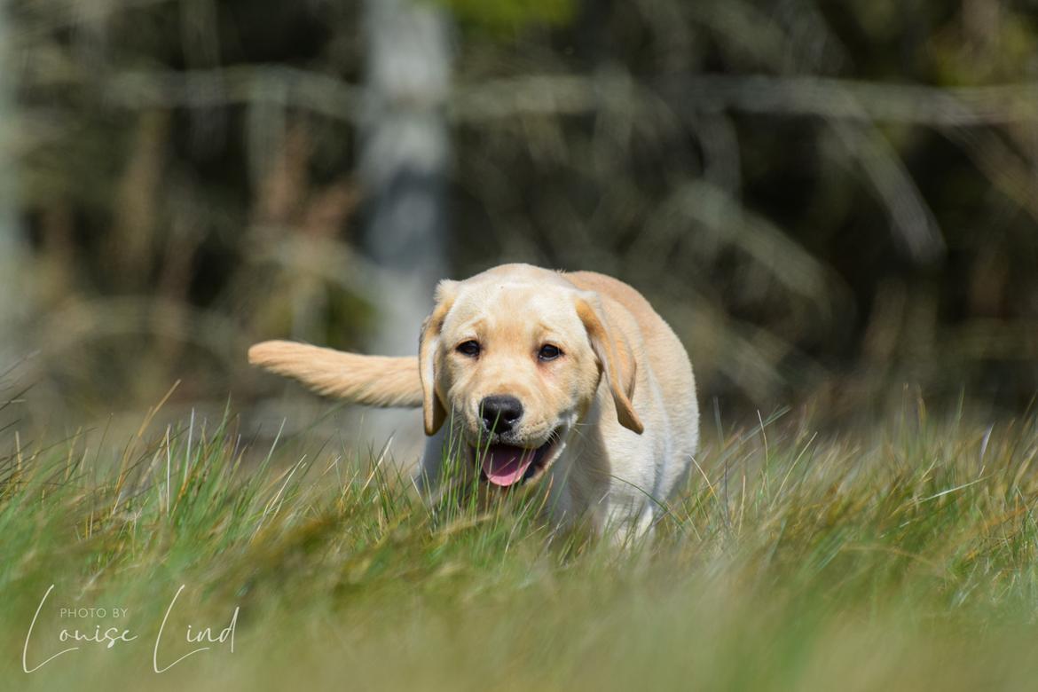 Labrador retriever Mochipappa’s Janis Joplin (Jojo) billede 19