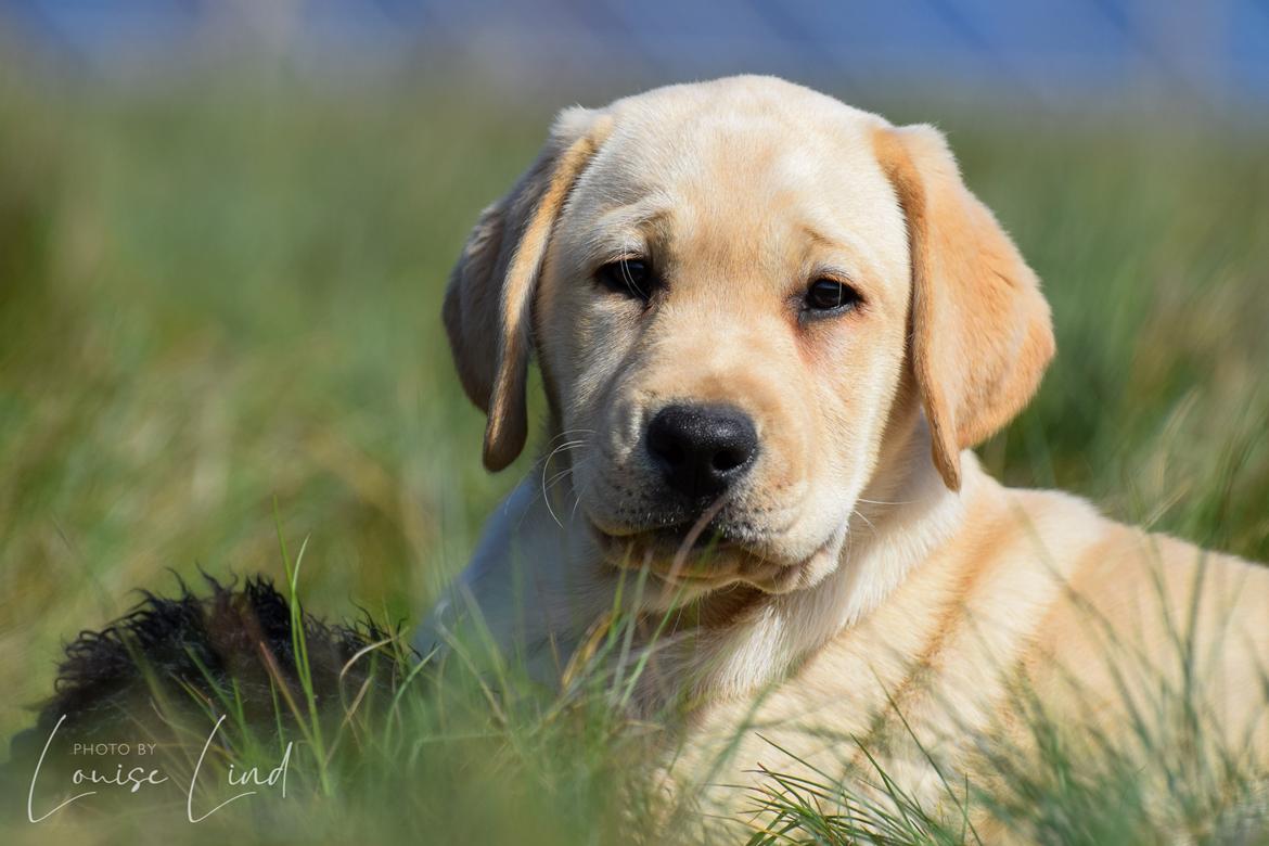 Labrador retriever Mochipappa’s Janis Joplin (Jojo) billede 1