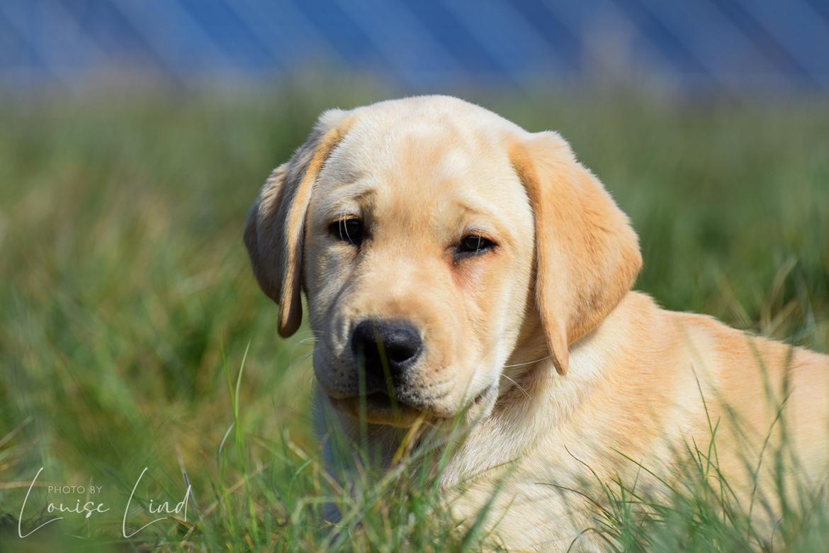 Labrador retriever Mochipappa’s Janis Joplin (Jojo) billede 20