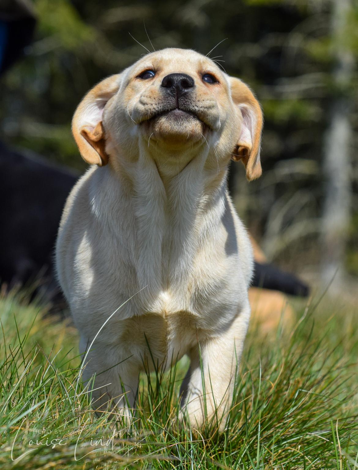 Labrador retriever Mochipappa’s Janis Joplin (Jojo) billede 21