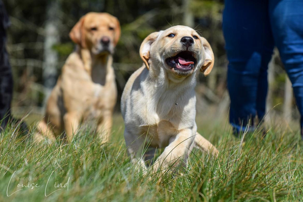 Labrador retriever Mochipappa’s Janis Joplin (Jojo) billede 22