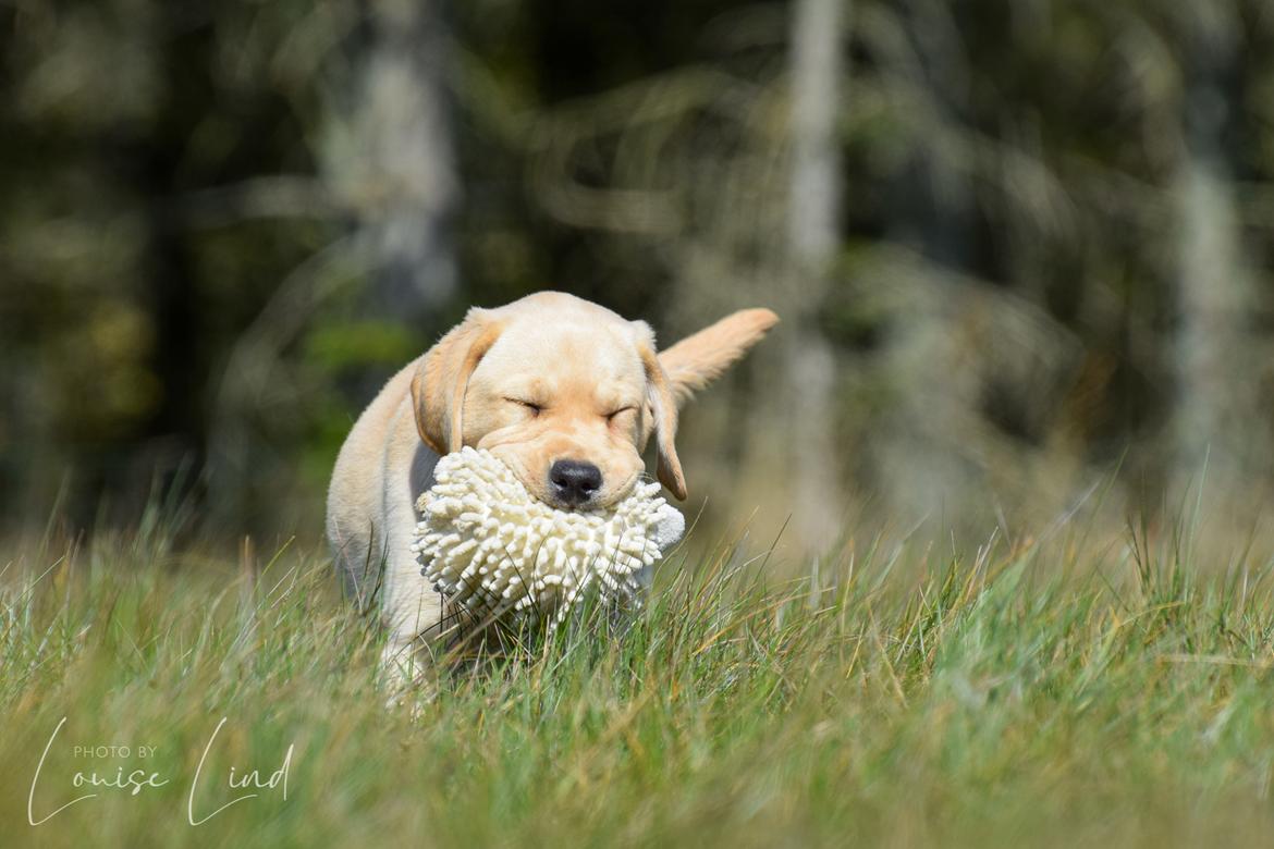 Labrador retriever Mochipappa’s Janis Joplin (Jojo) billede 17