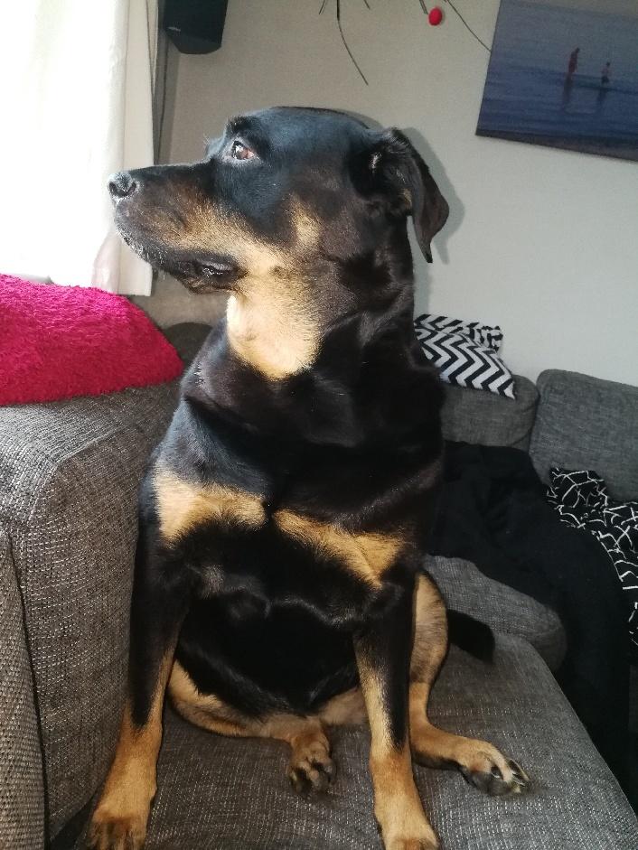 Rottweiler Tessa billede 1